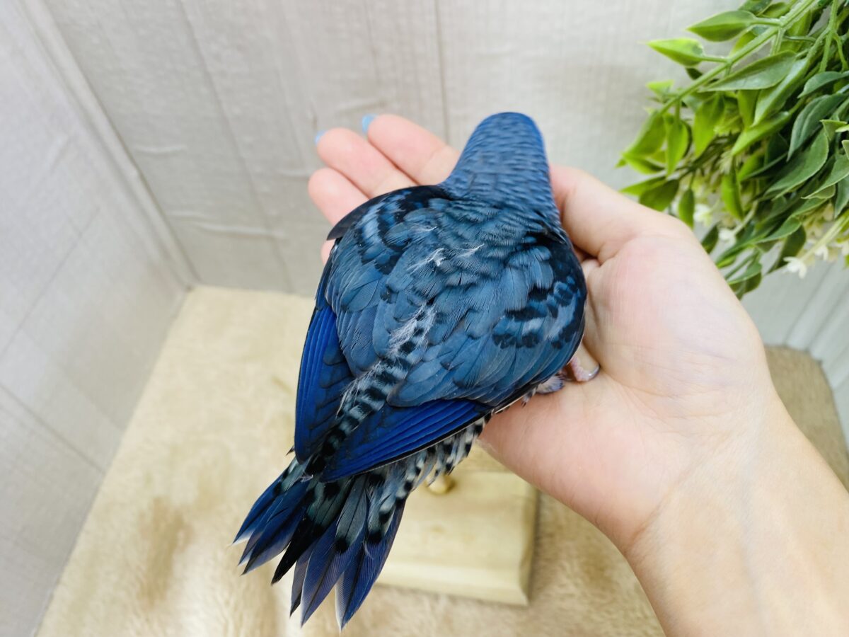 サザナミインコ