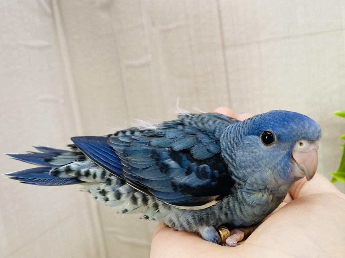 サザナミインコ