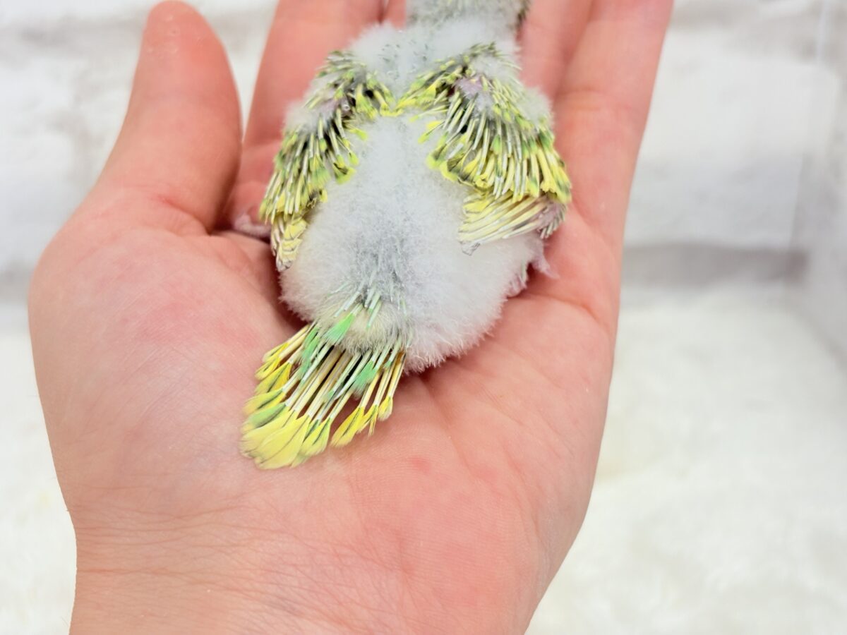 セキセイインコ