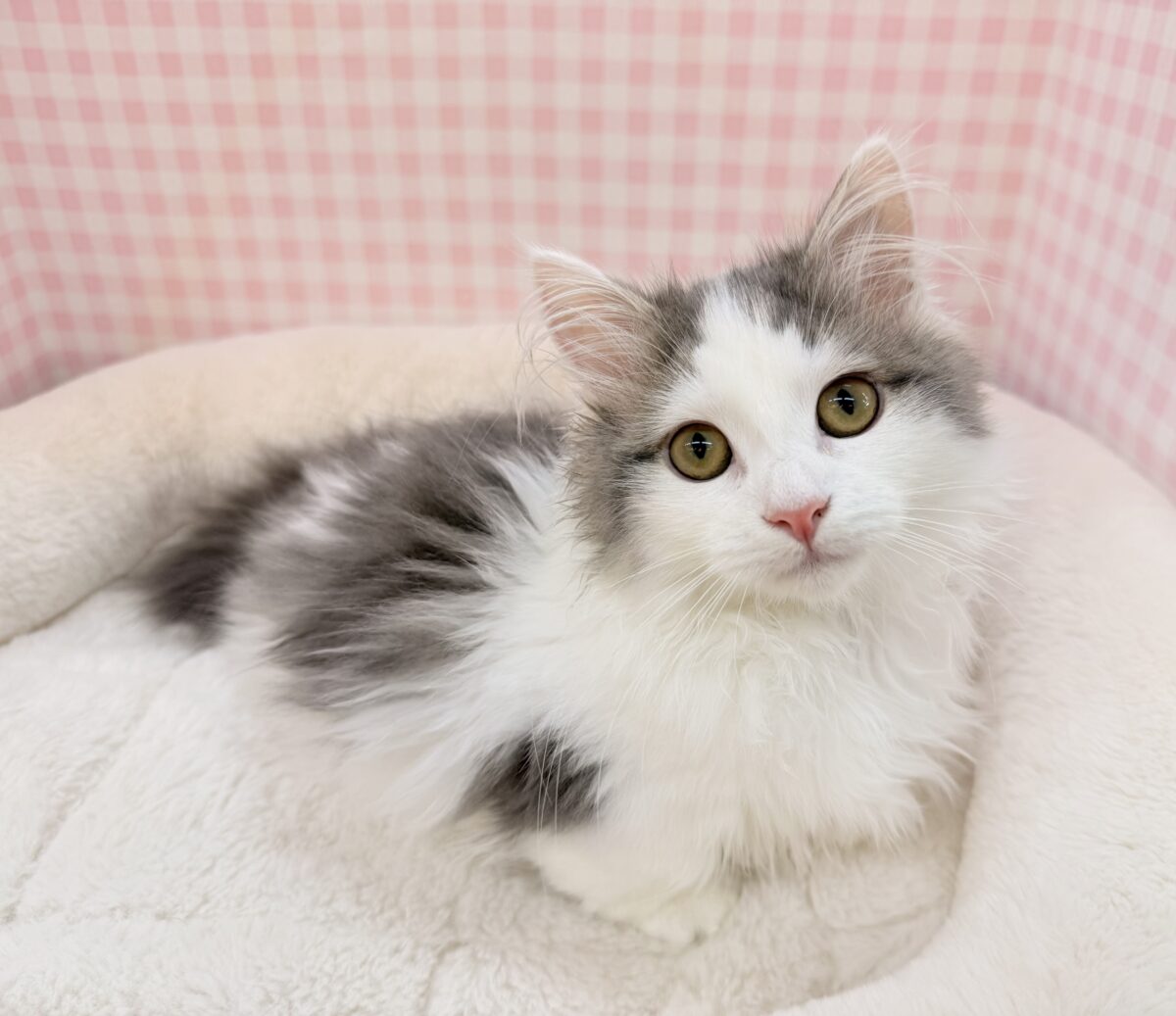マンチカン