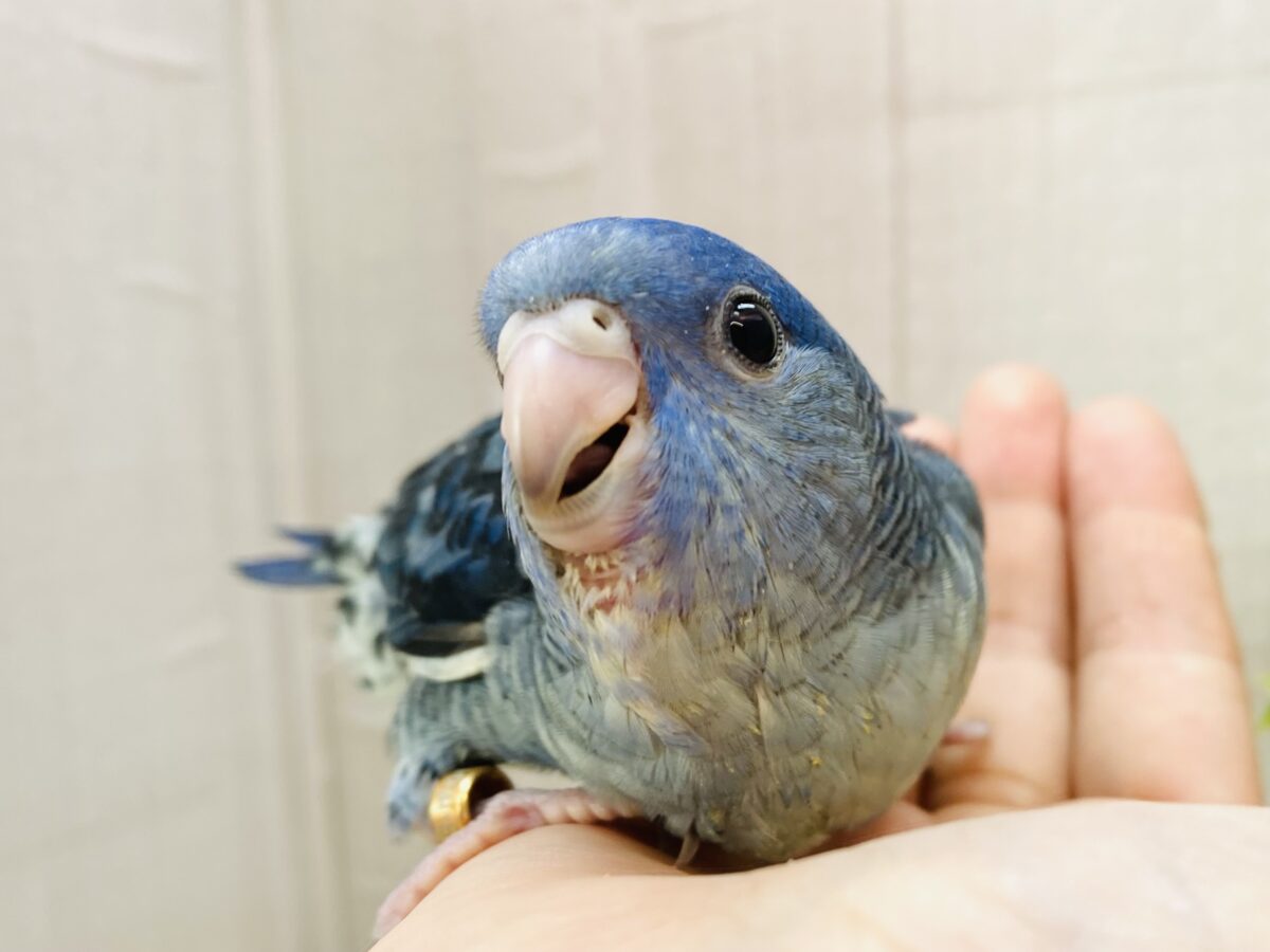 最新画像有ります❗️ブルーのサザナミインコもイイじゃん〜👍💕