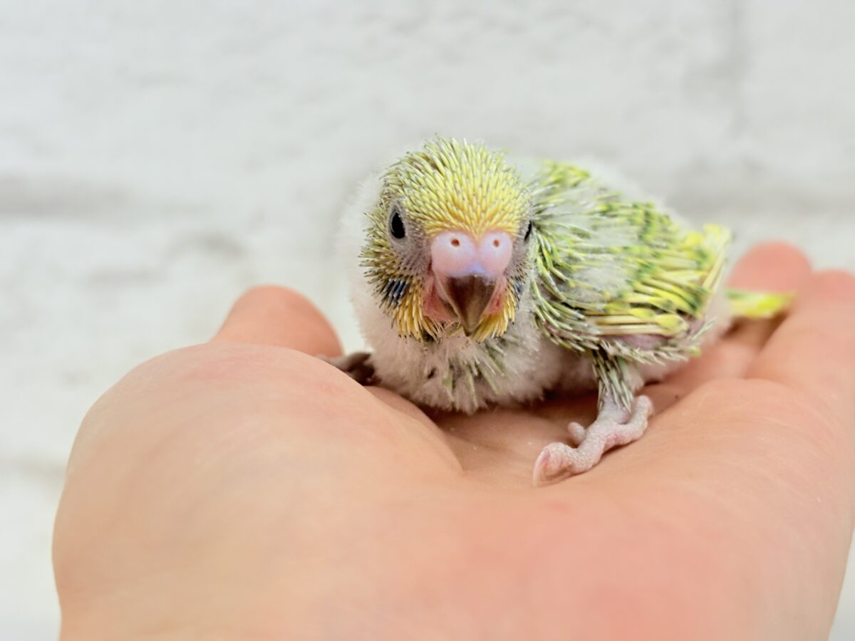セキセイインコ