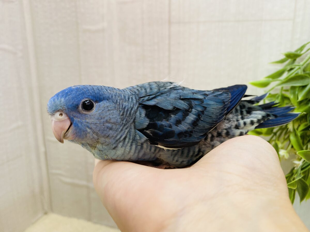サザナミインコ
