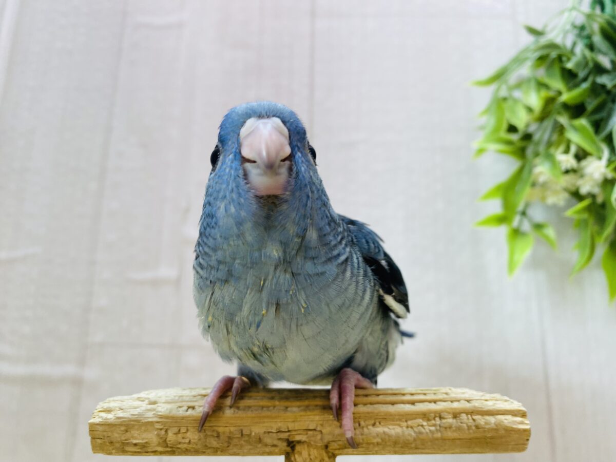 サザナミインコ