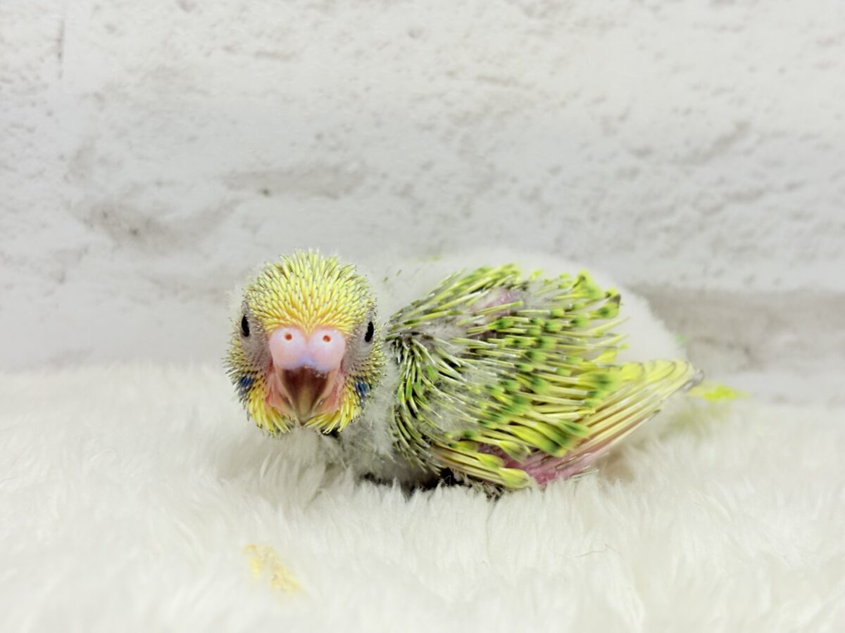 セキセイインコ