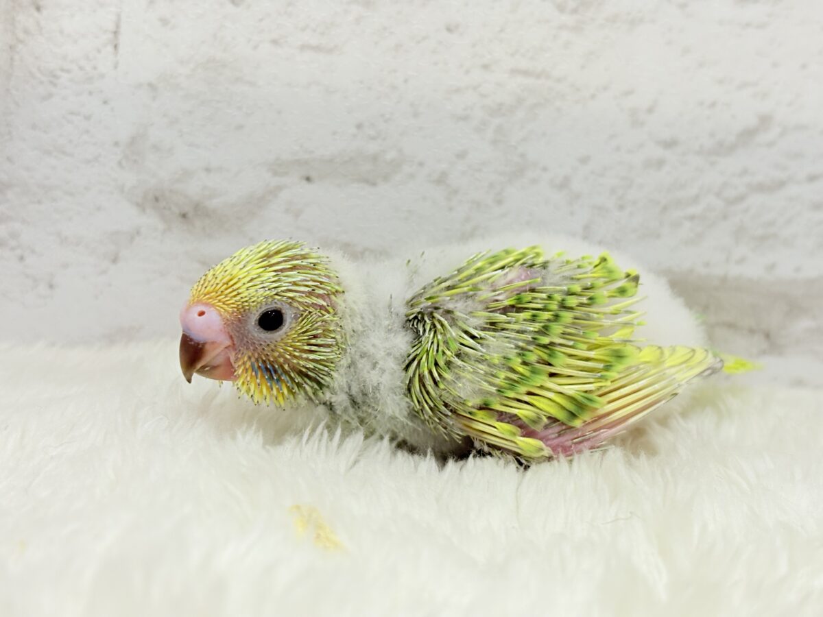 セキセイインコ