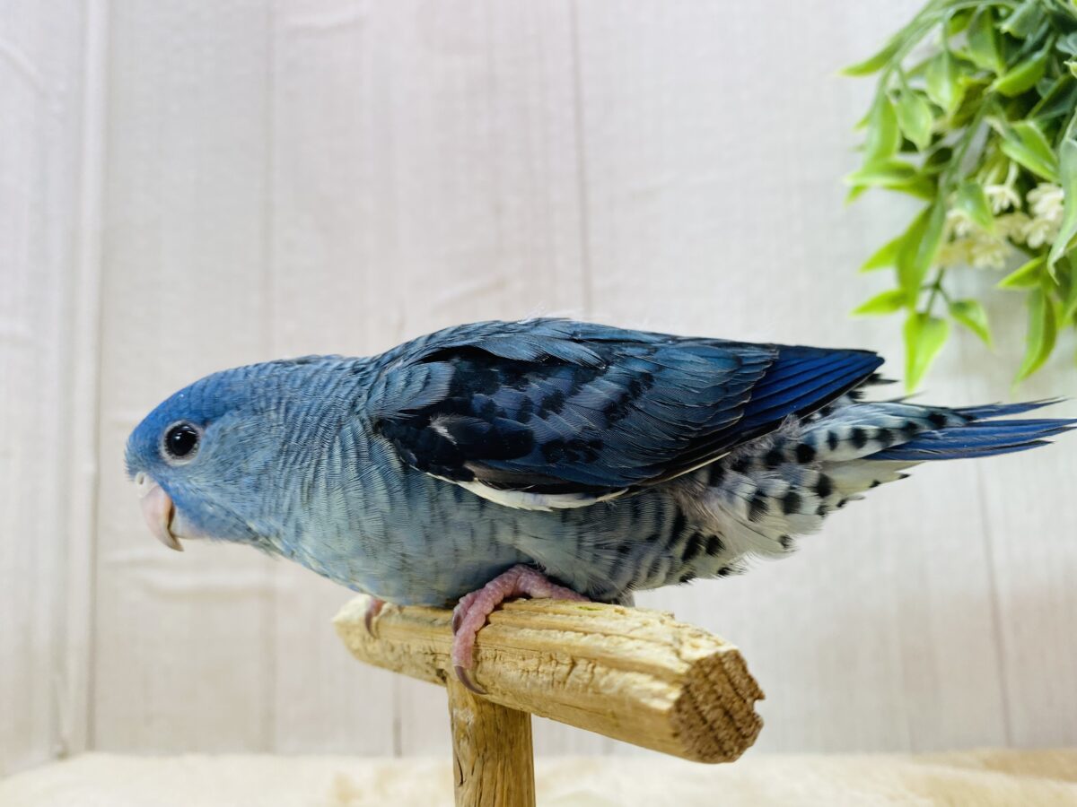 サザナミインコ