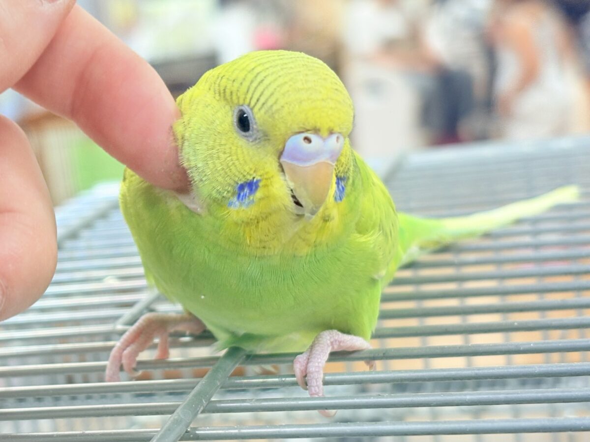 【最新画像】”癒される準備”出来てますか？🫧セキセイインコ(スパングル)