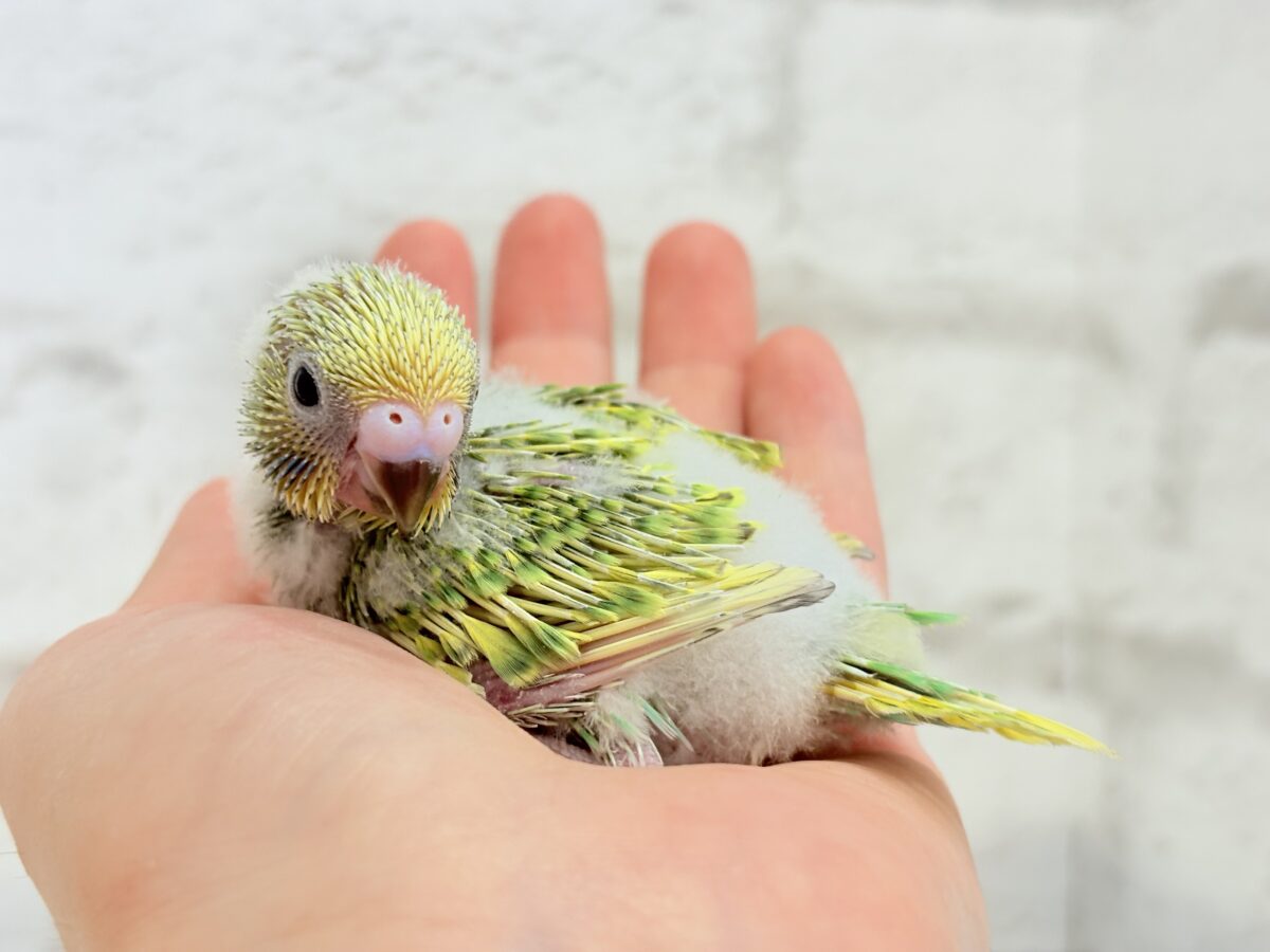 セキセイインコ