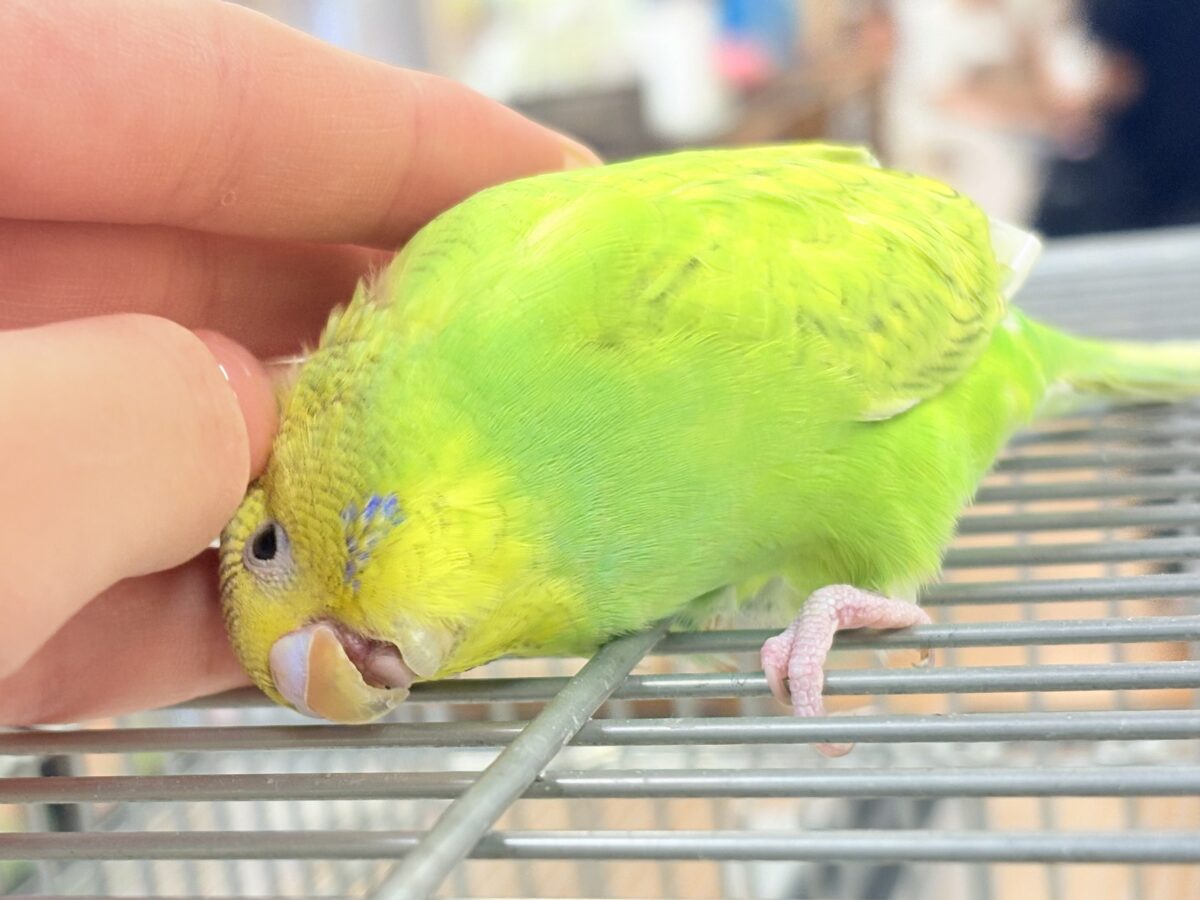 セキセイインコ