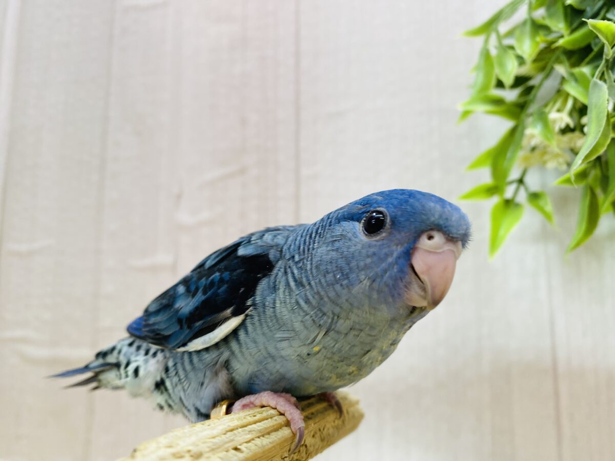 サザナミインコ