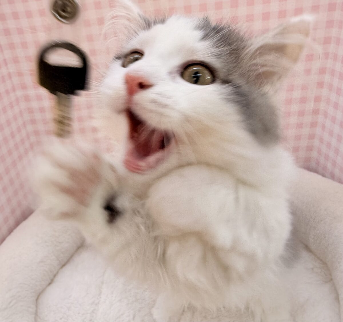マンチカン