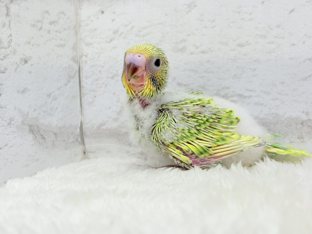 セキセイインコ
