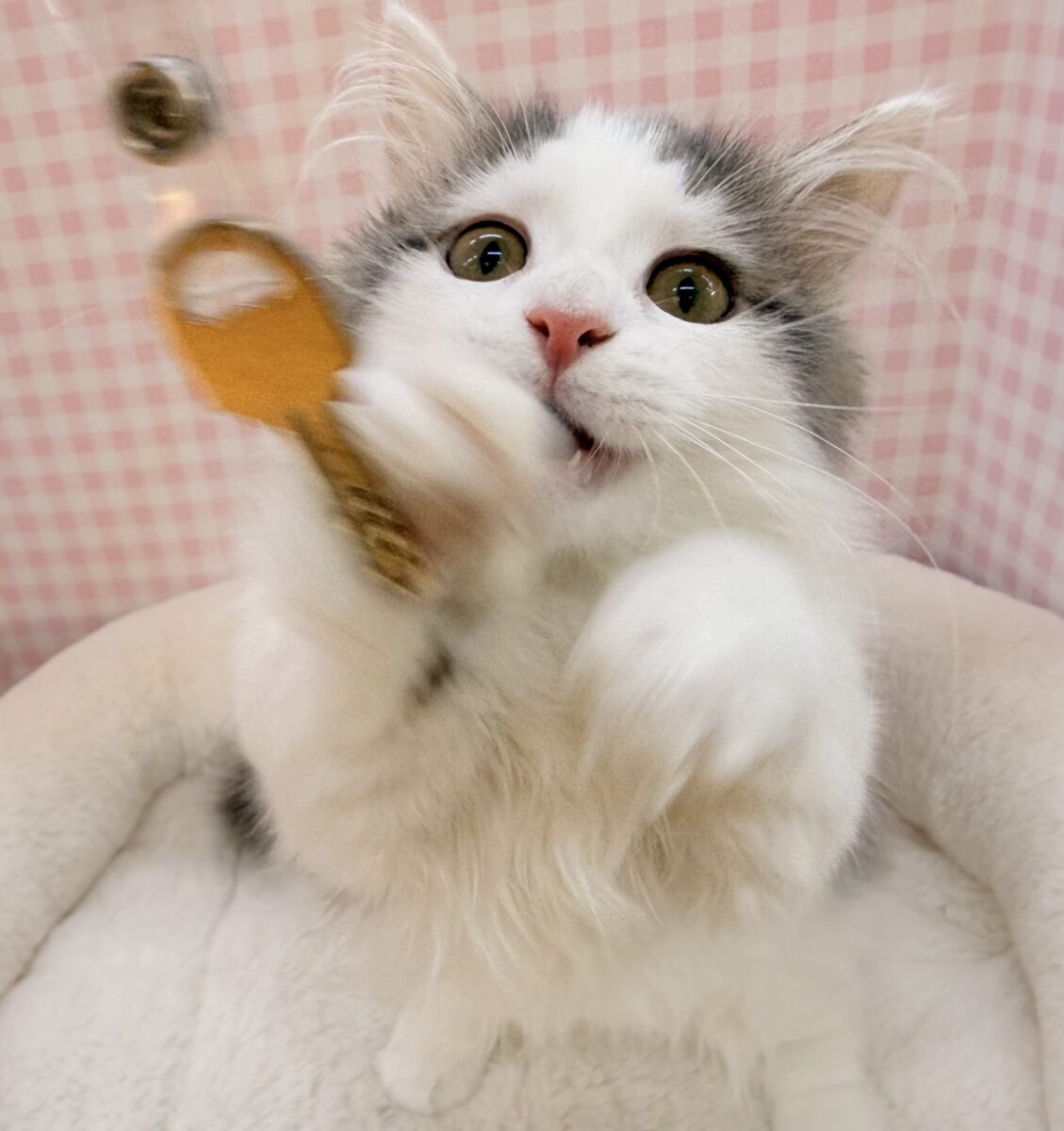 マンチカン