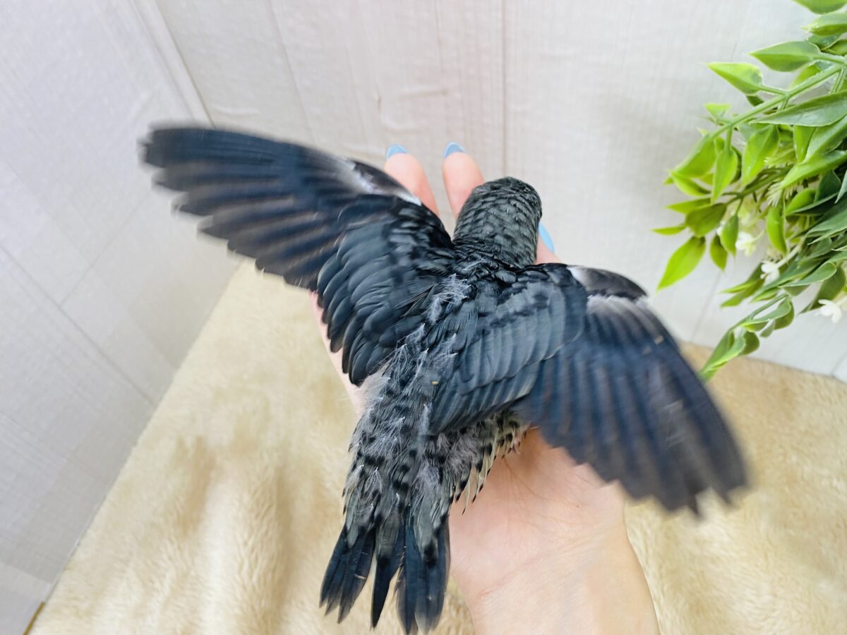 サザナミインコ