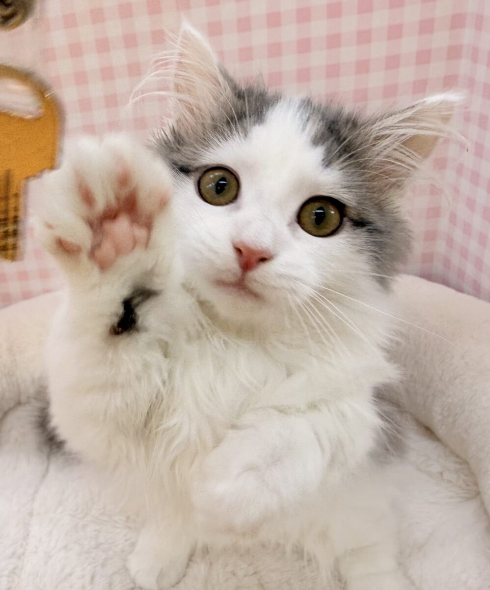 最新📷短足が可愛すぎるマンチカンちゃん来ました！！