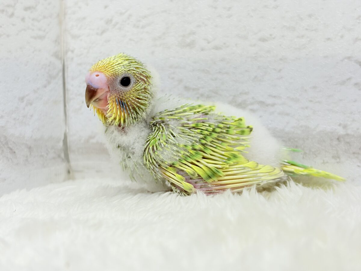 セキセイインコ