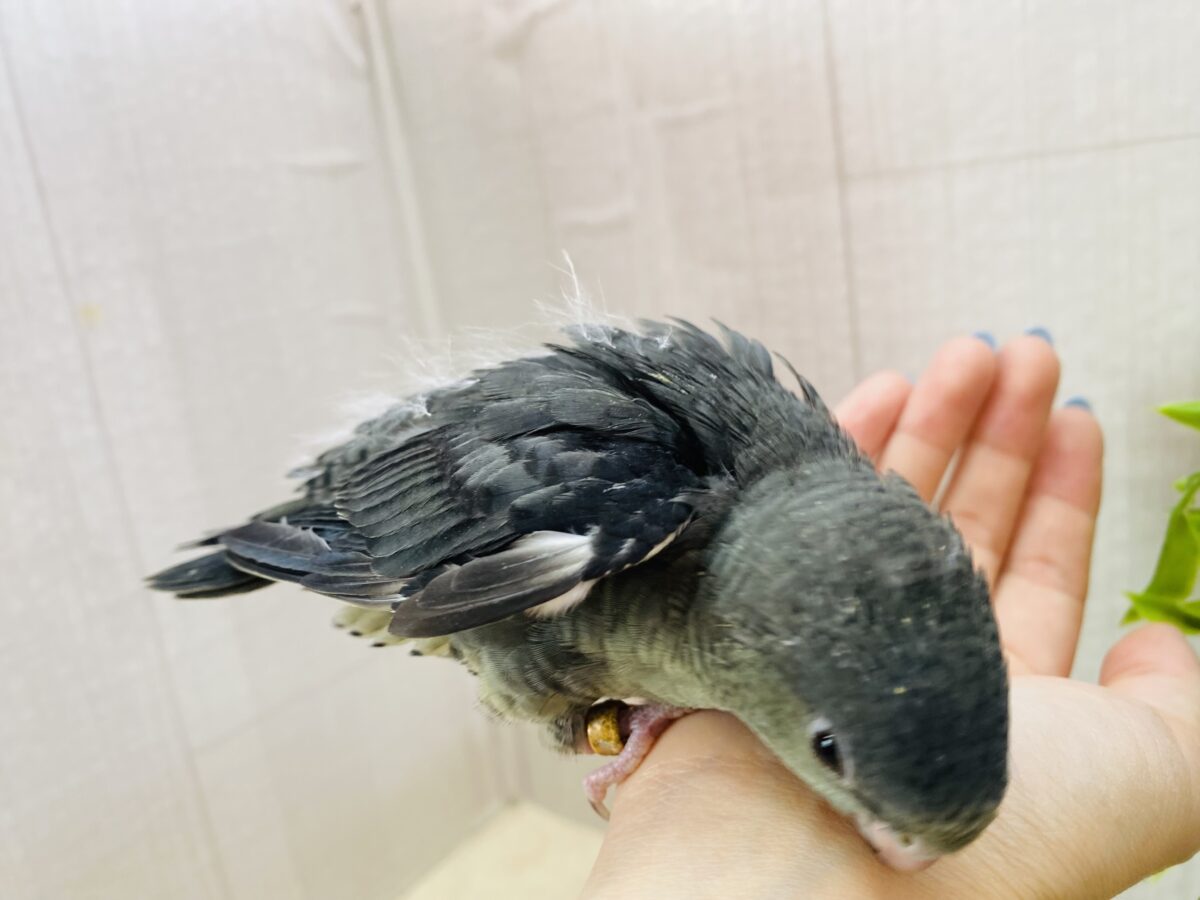 サザナミインコ