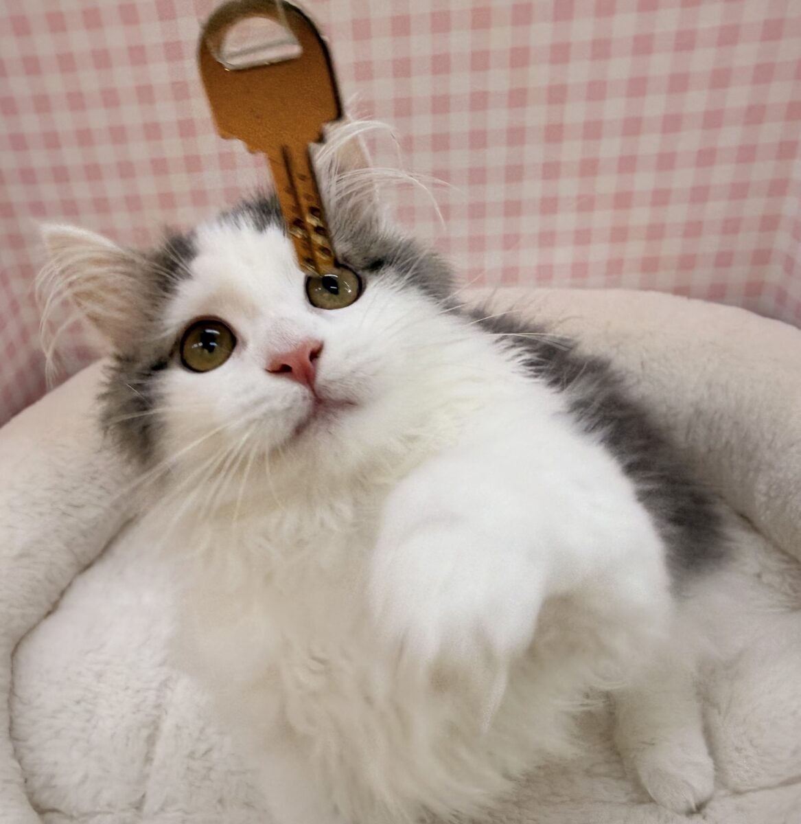 マンチカン