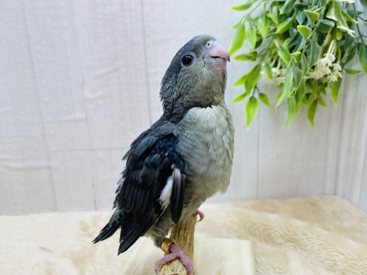 サザナミインコ