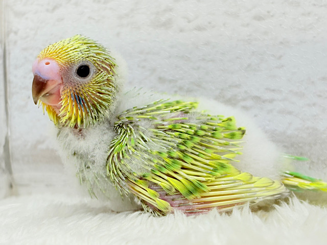 森林浴で癒される〜🐣🌳🫧セキセイインコ(スパングル) ヒナ