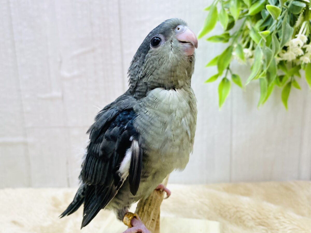 最新画像有ります☀️爆裂🌟元気いっぱい‼️サザナミインコ（モーブ🩶）