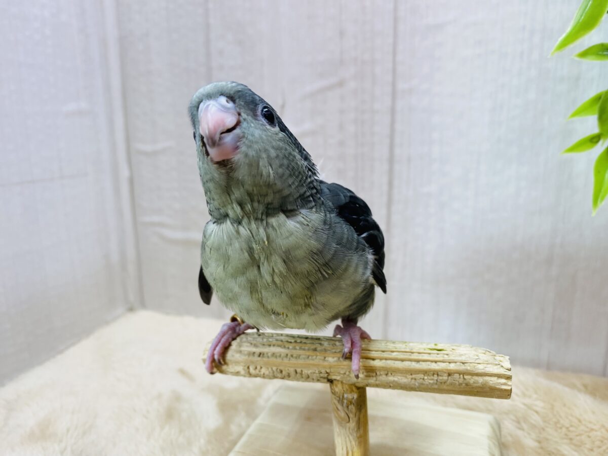 サザナミインコ