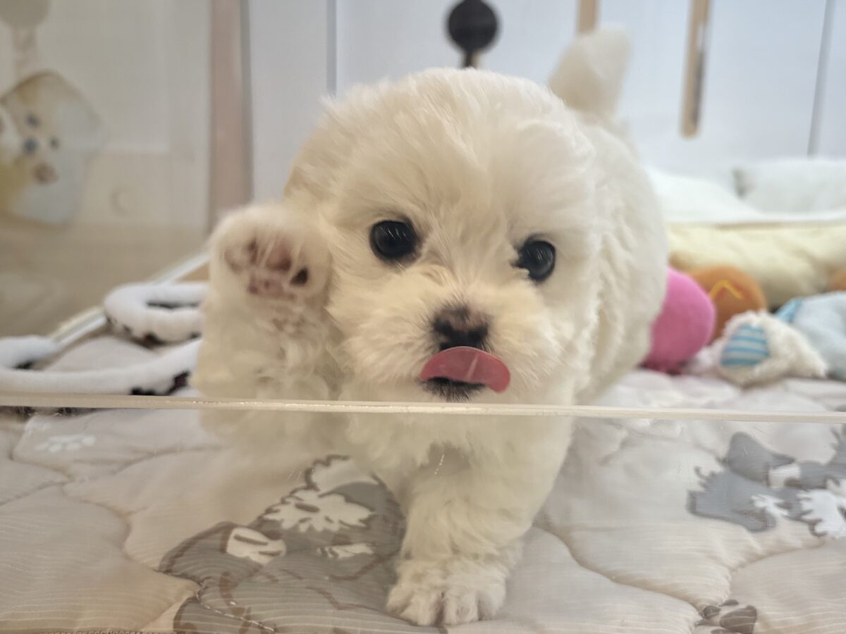 チワマル（マルチワ）