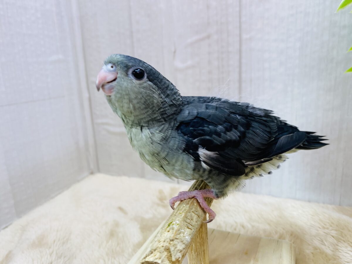 サザナミインコ