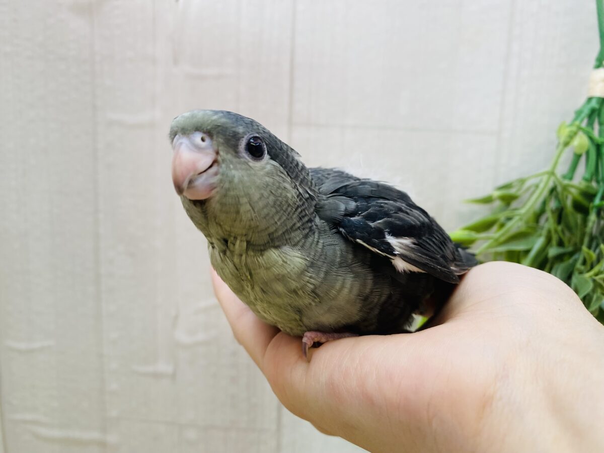 サザナミインコ