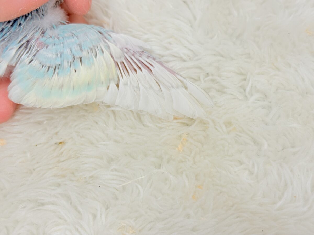セキセイインコ