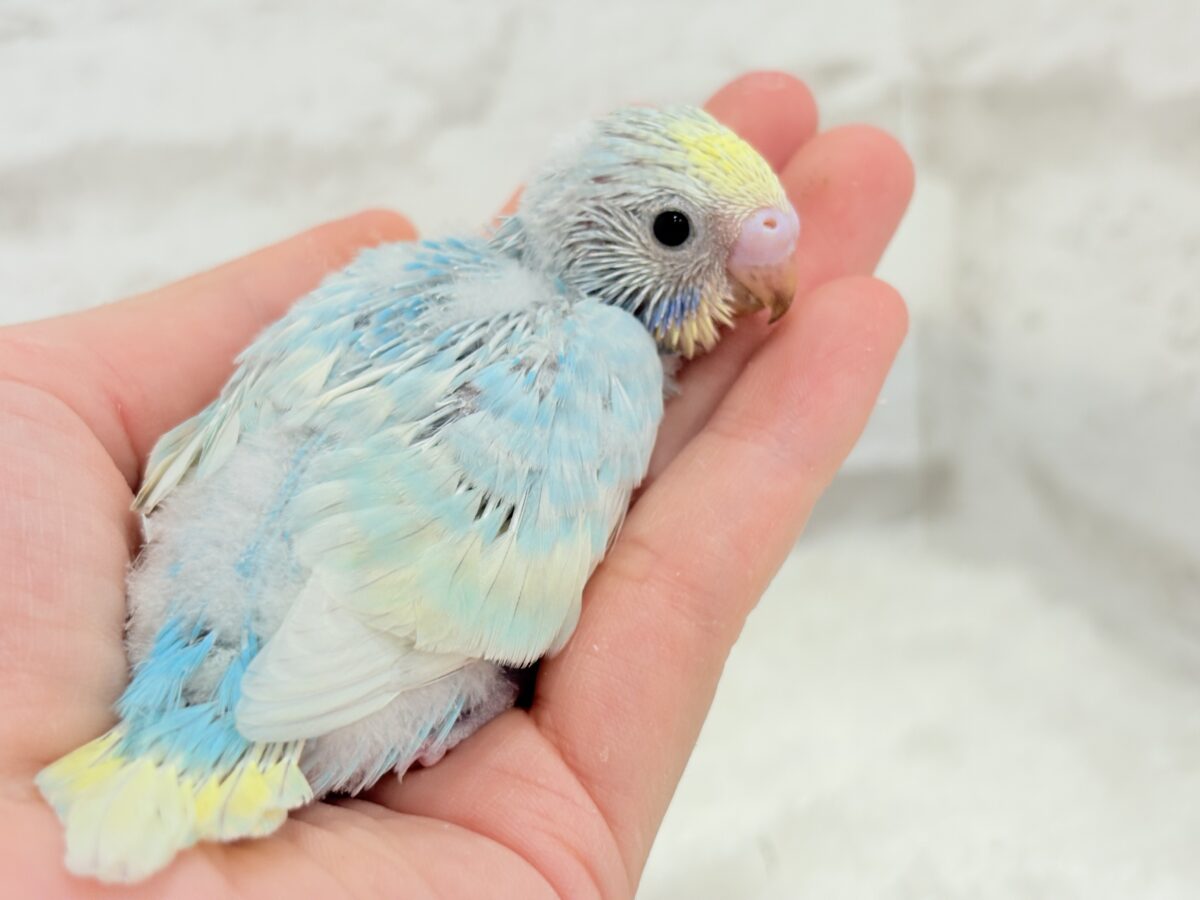 セキセイインコ