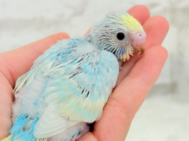 キャンディポップなわたあめカラー🐣🍭セキセイインコ(パステルレインボー) ヒナ