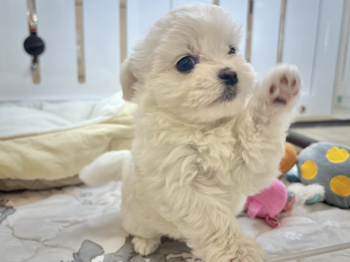 チワマル（マルチワ）