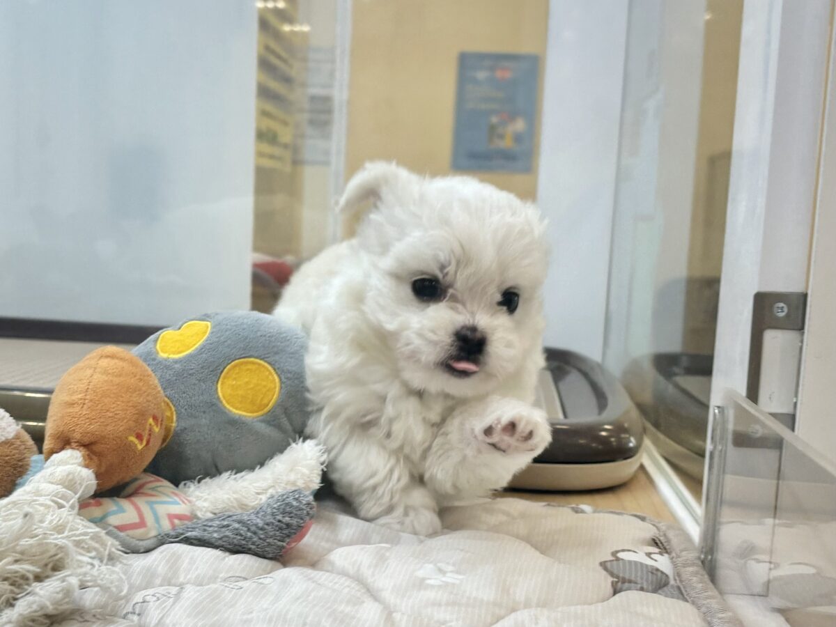 チワマル（マルチワ）