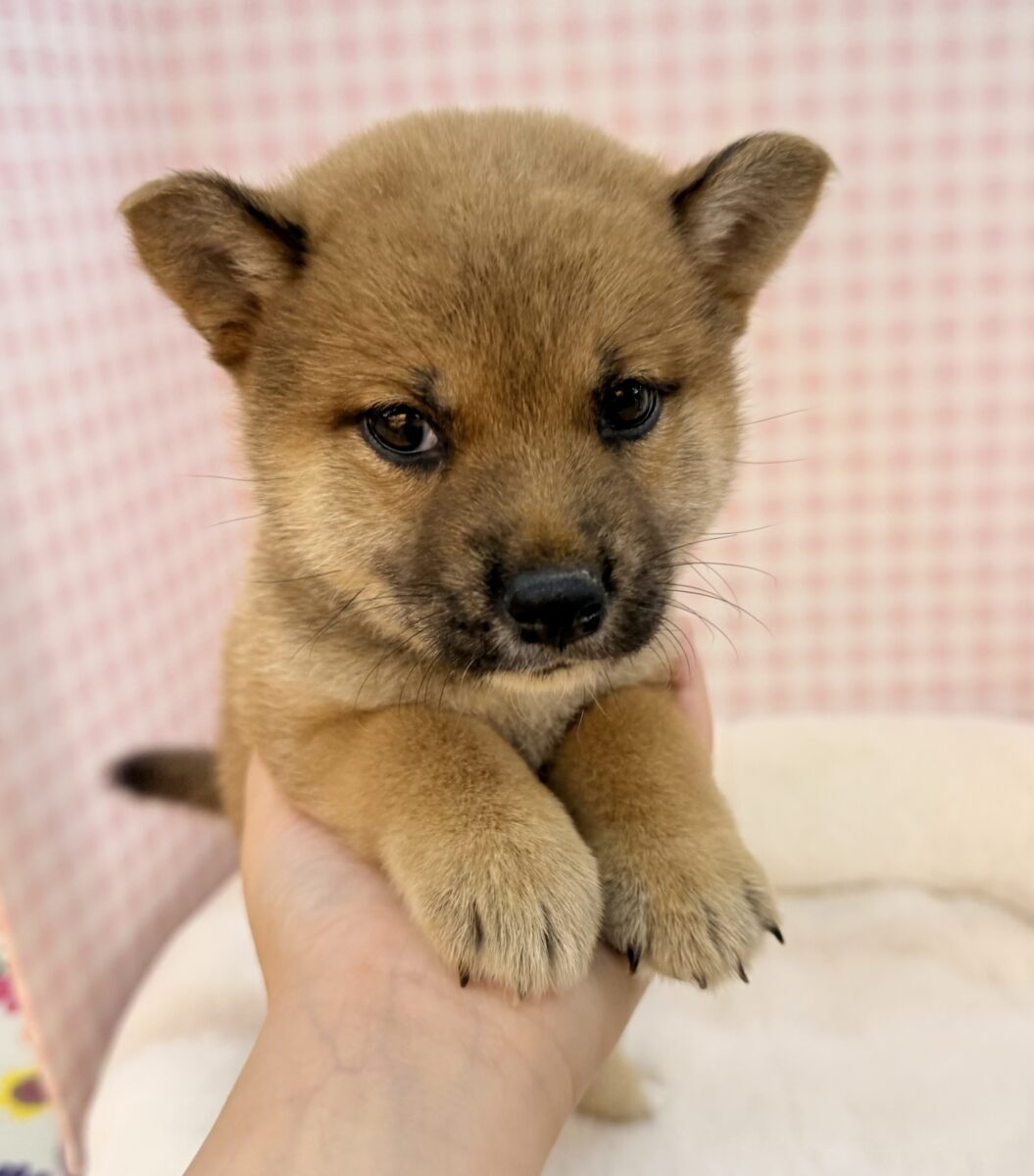 柴犬の女の子が来ました☺️