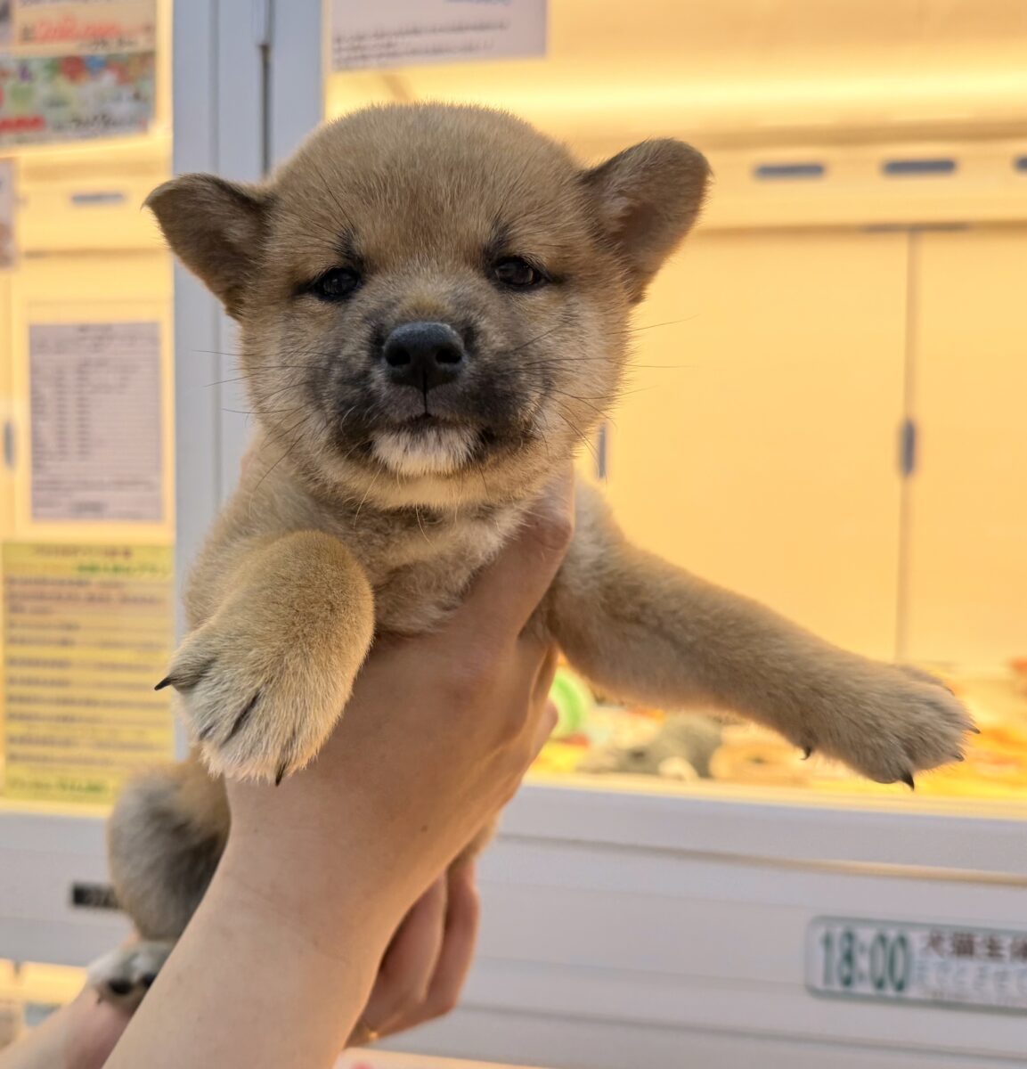 柴犬
