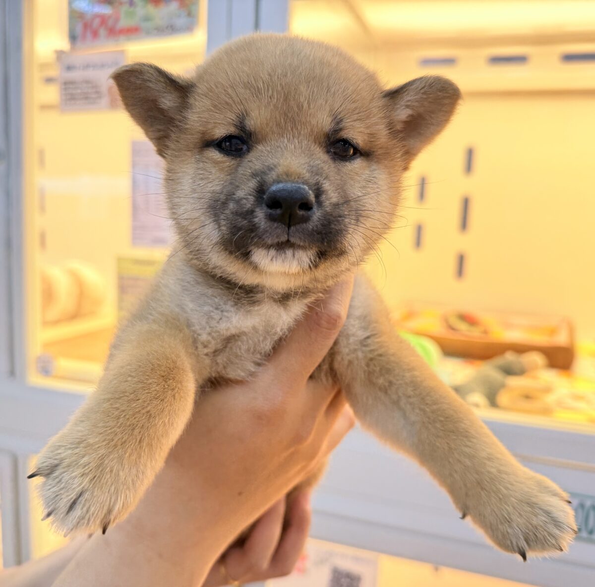 柴犬