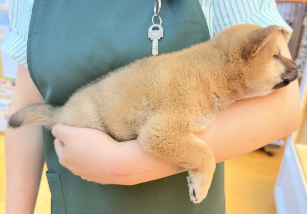 柴犬