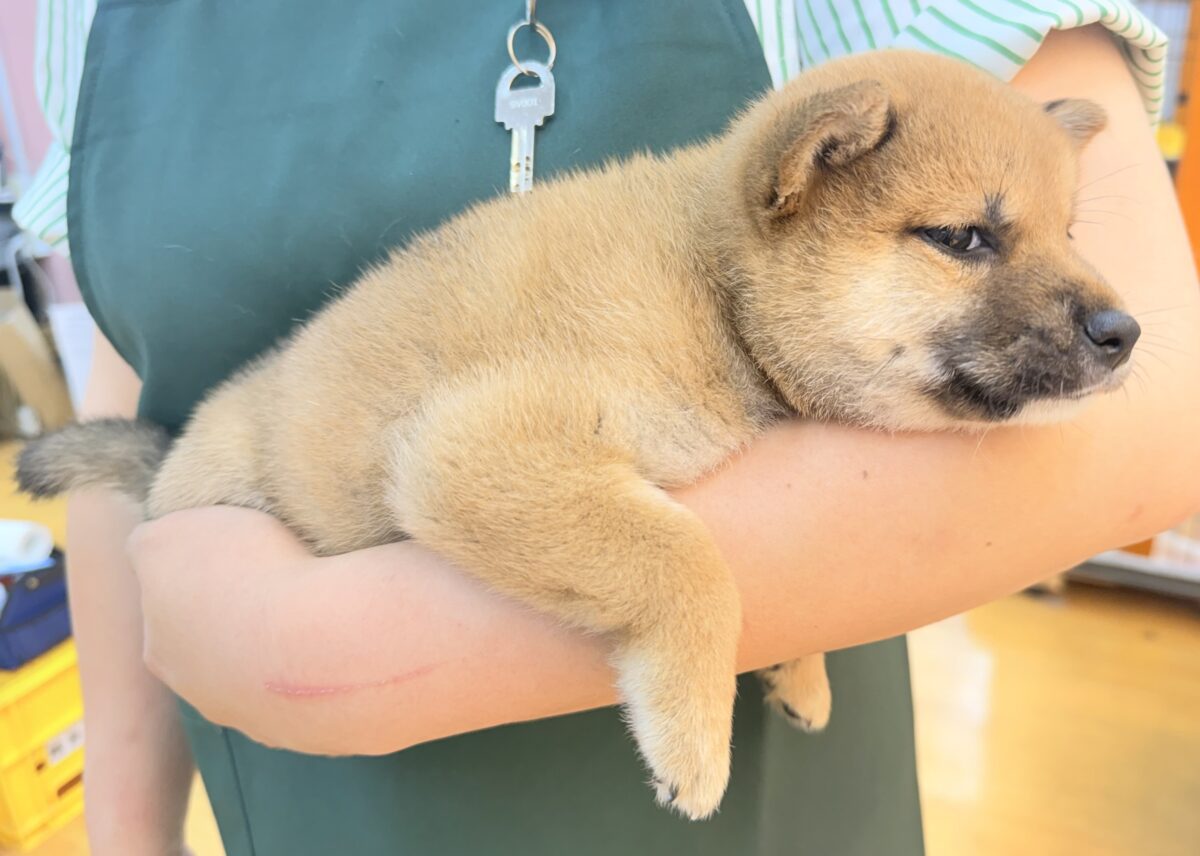 柴犬