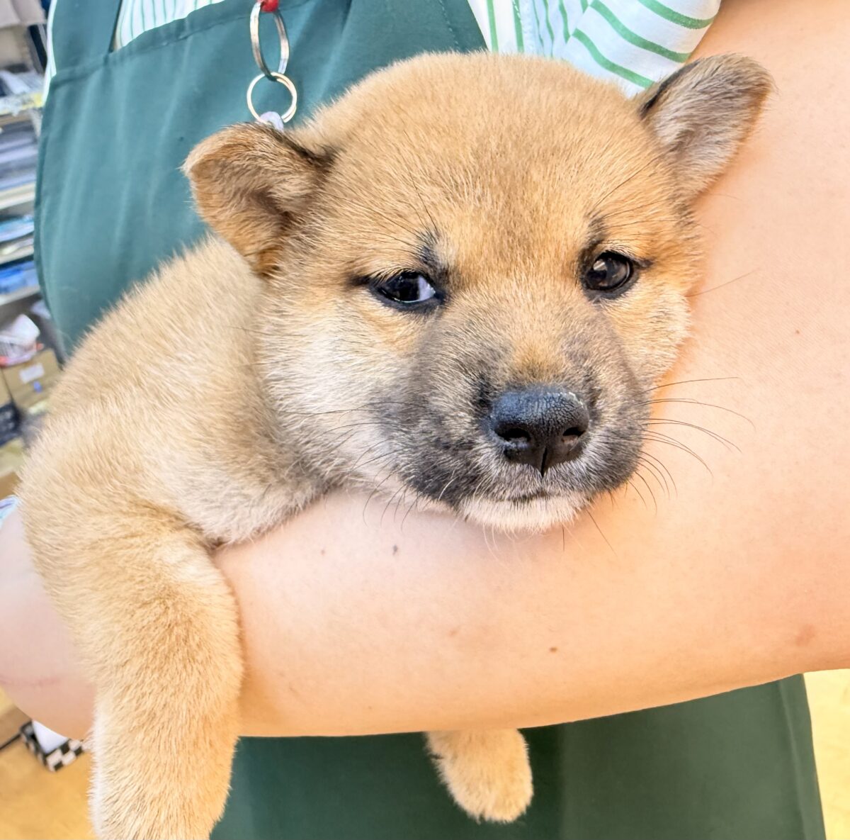 柴犬