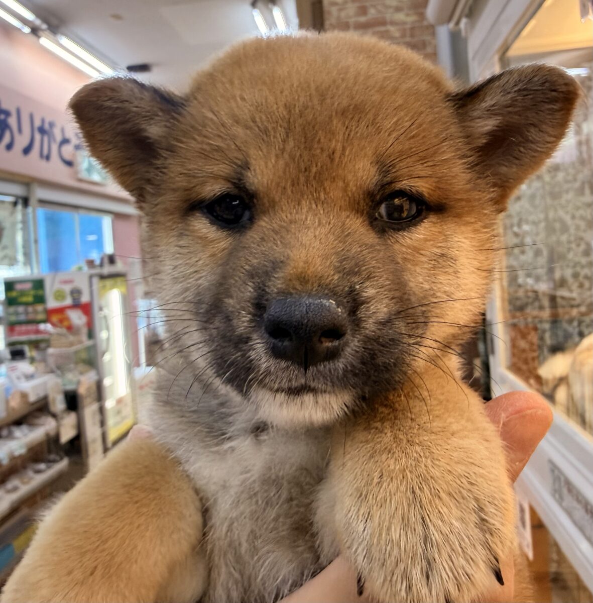 柴犬
