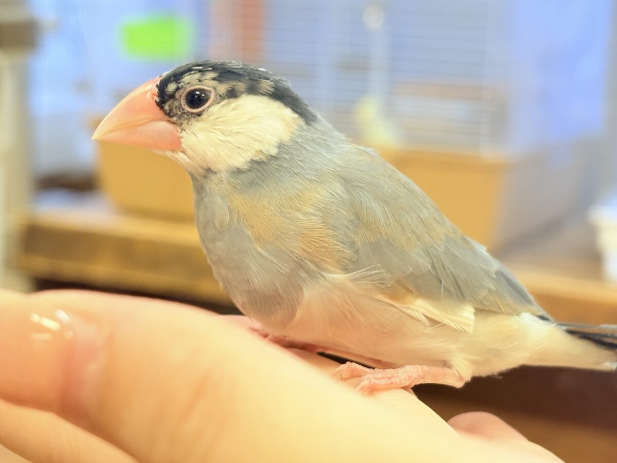 桜文鳥