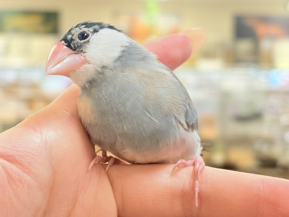 桜文鳥