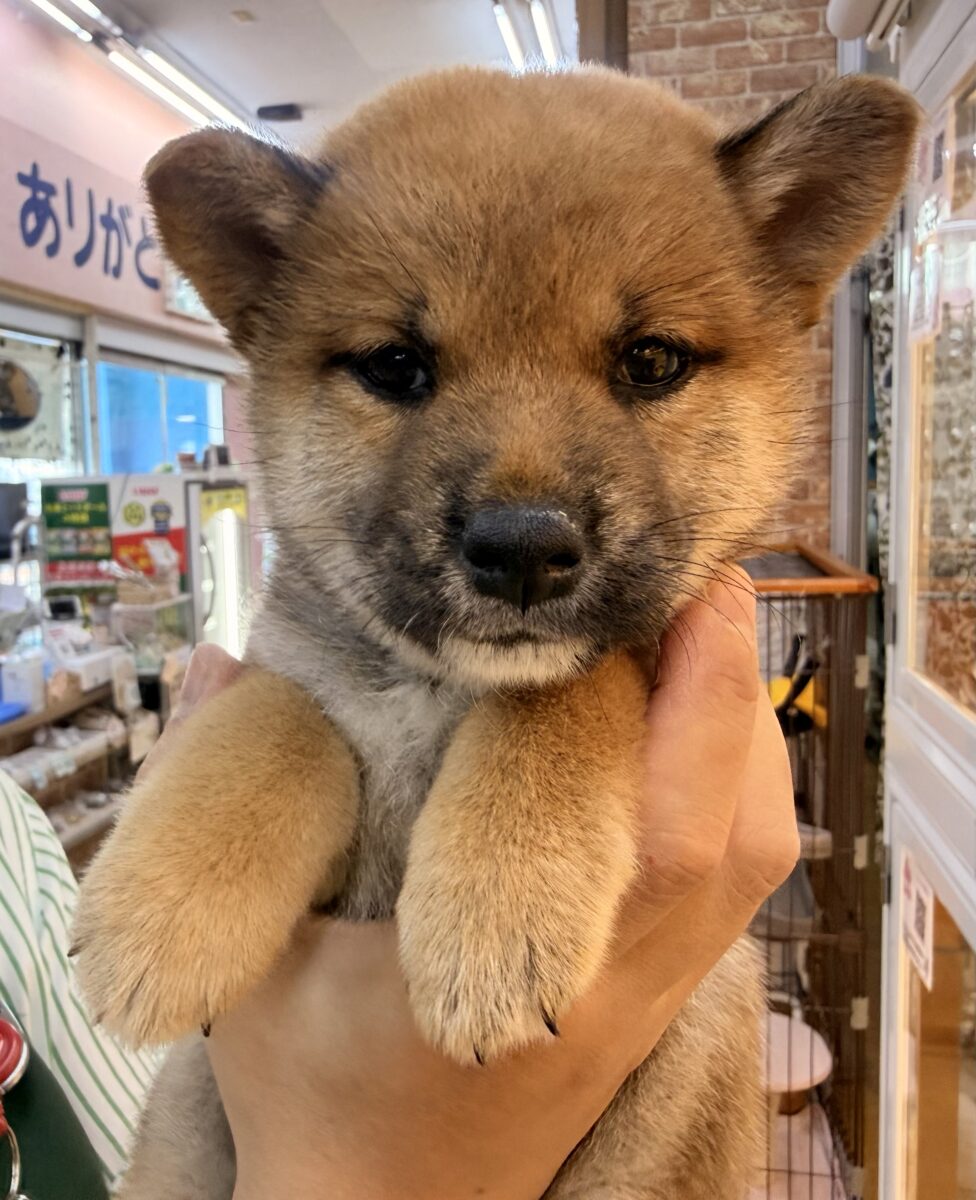 柴犬