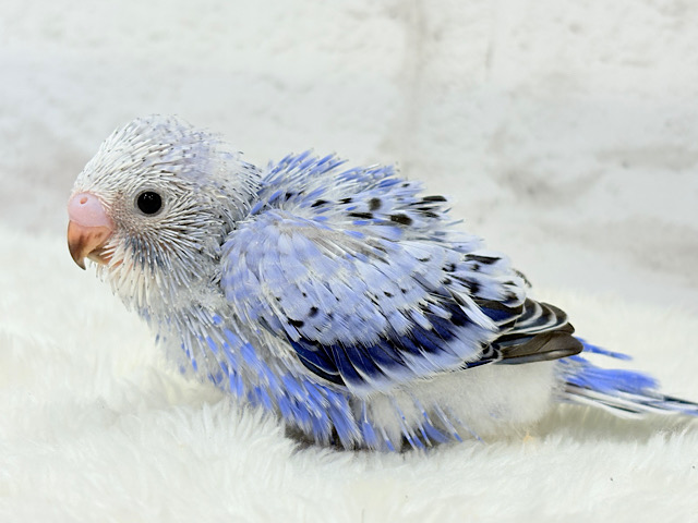 ベビーフェイスに胸きゅんきゅん♡セキセイインコ(オパーリン) ヒナ