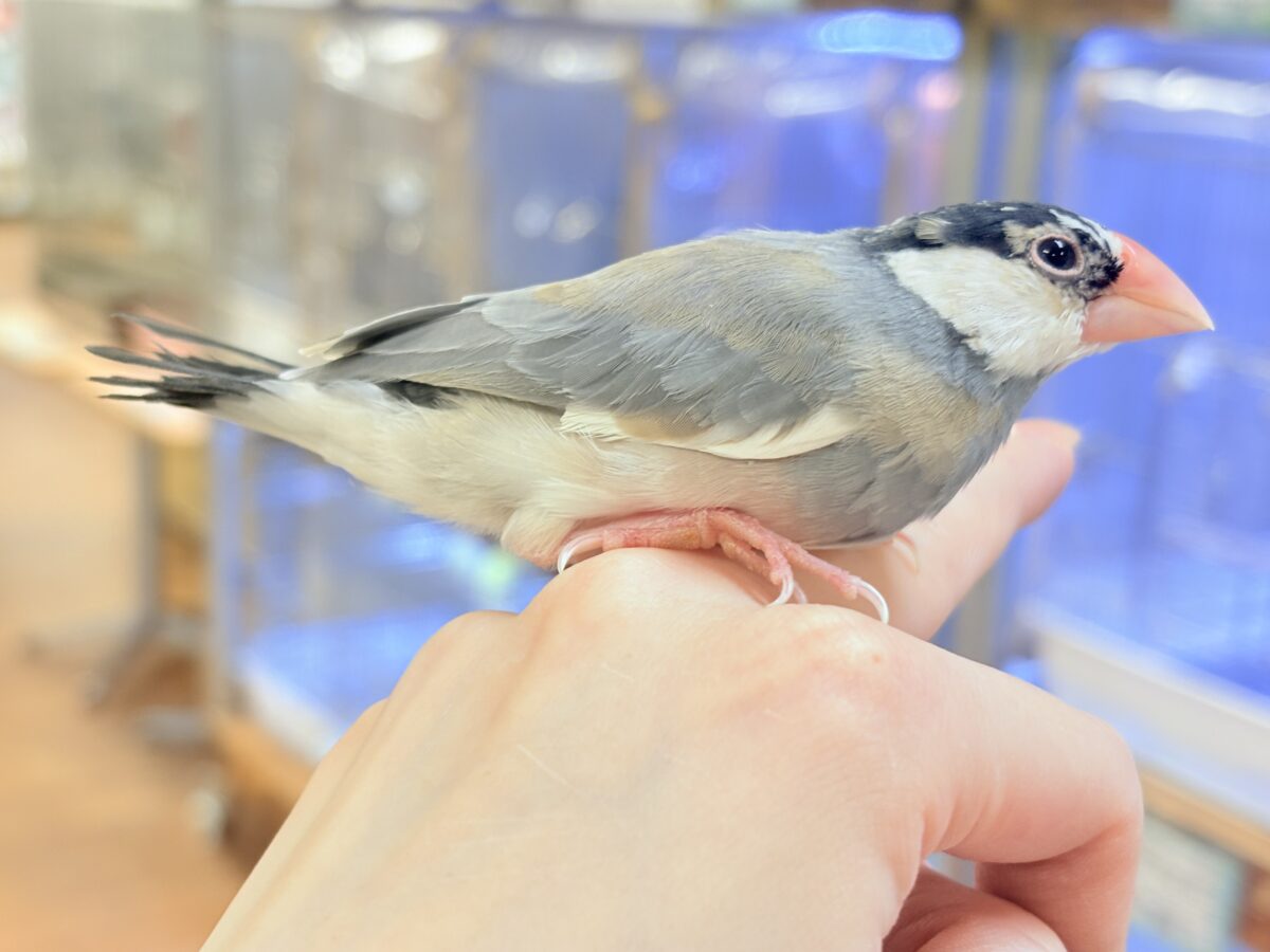 桜文鳥