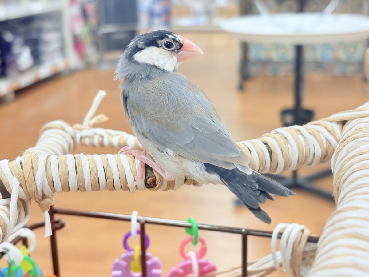 桜文鳥