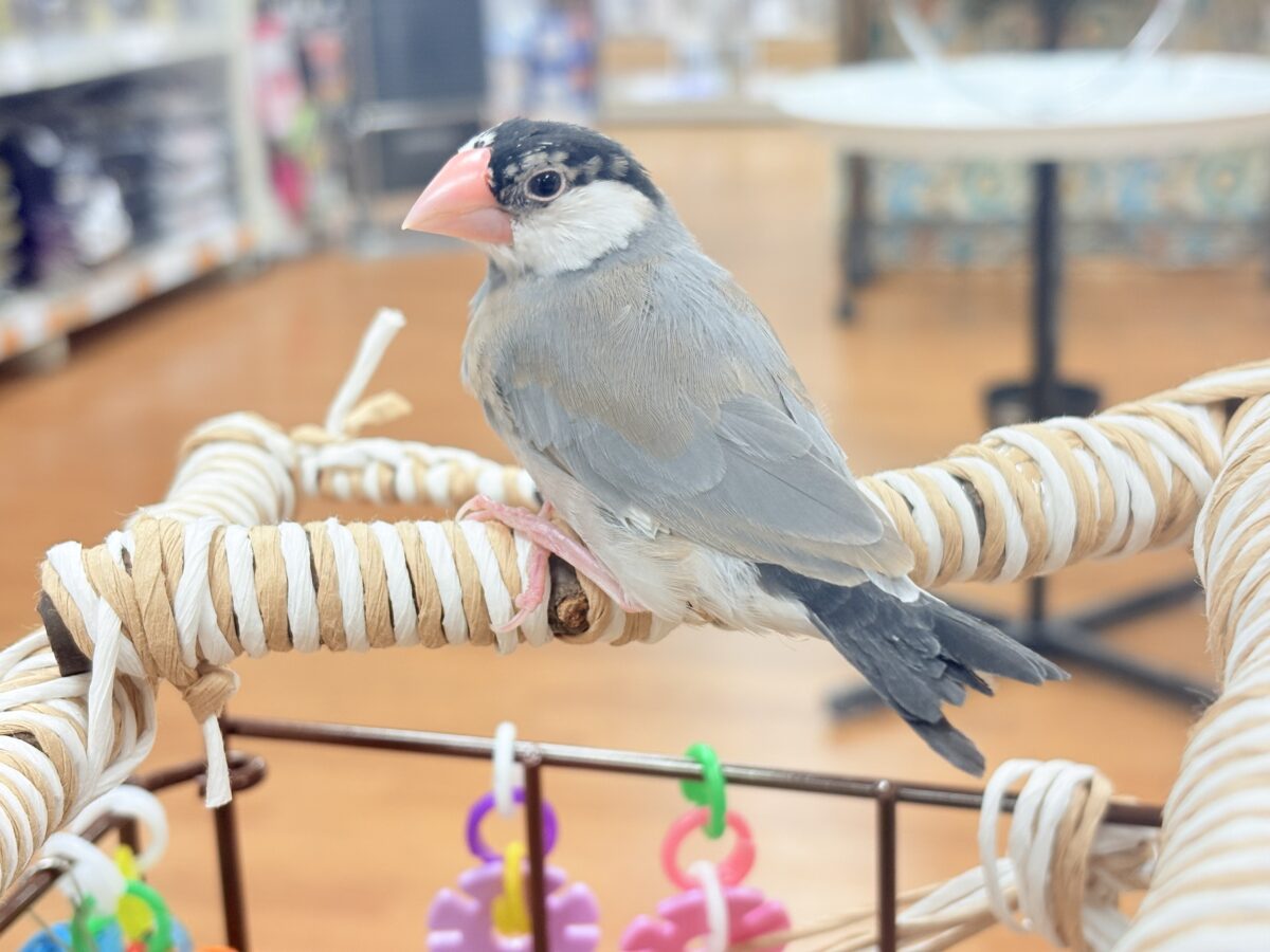 桜文鳥