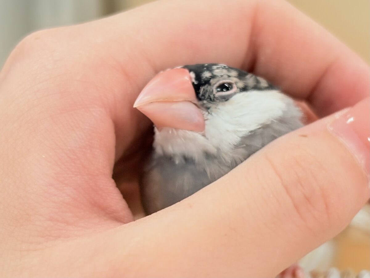 桜文鳥